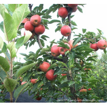 Haute qualité Juicy Red Star Apple pour l&#39;exportation